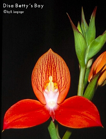 Disa Betty's Bay