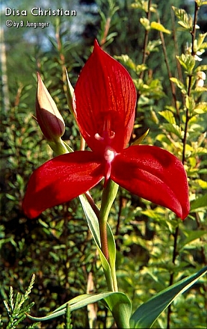 Disa 'Christian'