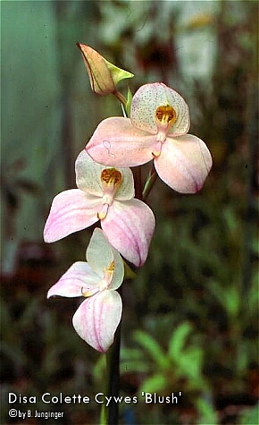Colette Cywes 'Blush'