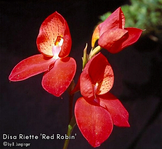 Disa Riette 'Red Robin'
