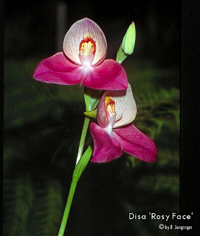 Disa 'Rosy Face'