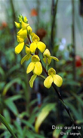 Disa aurata