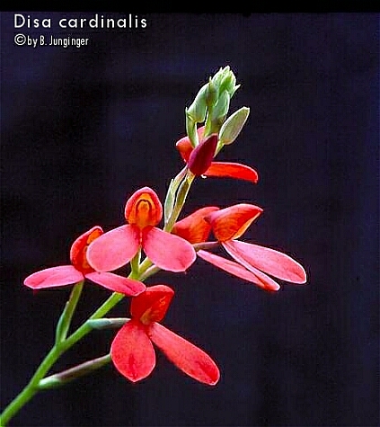 Disa cardinalis