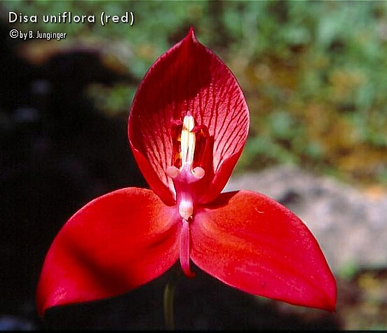 Disa uniflora (red)